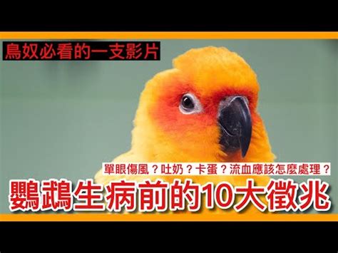 看到死掉的鳥|【看到鳥死掉】看到鳥死掉不是好兆頭？各種文化下的。